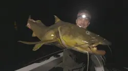 Derniers géants Pas un bruit