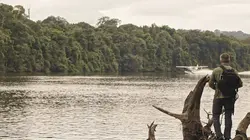 Derniers géants Dans l'ombre de la jungle