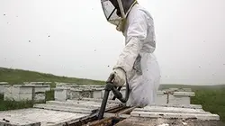 Des abeilles et des hommes en streaming