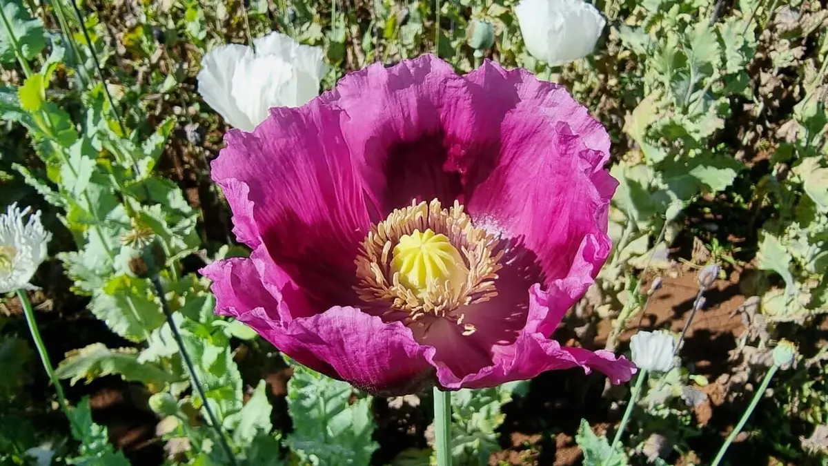 Des agriculteurs tchèques sauvent leur pavot