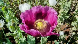 Des agriculteurs tchèques sauvent leur pavot