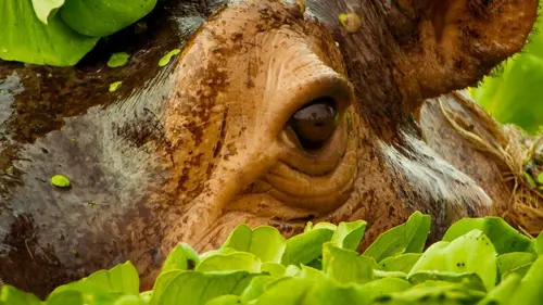 Des animaux à aimer