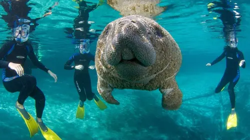 Des animaux dans la ville Citadins malgré eux