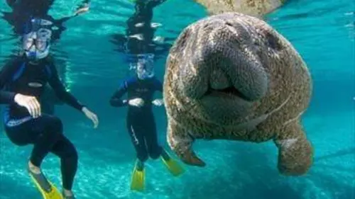 Épisodes de Des animaux dans la ville