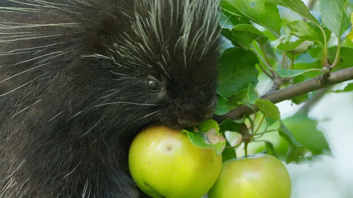 Des animaux et des arbres