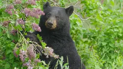 Des animaux et des arbres