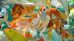 Des animaux et des hommes