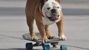 Chien skateur et dauphins devins