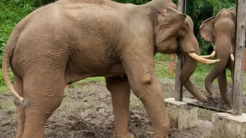 Colley incollable et éléphants élégants E02 Colley incollable et éléphants élégants