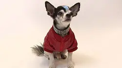 Des animaux super petits E01