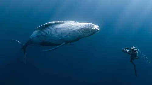 Des baleines, des tortues et des hommes