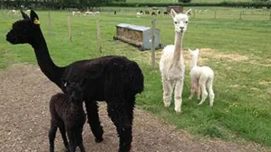 Alpagas et cochons d'Inde