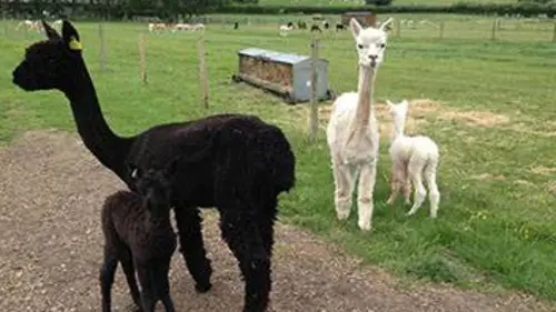 Des bébés chez les animaux S01E04 Alpagas et cochons d'Inde