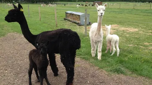 Des bébés chez les animaux S01E03 Petits veaux et alligators