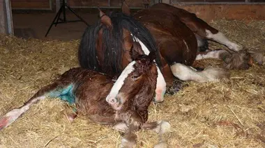 Le poulain et le lionceau