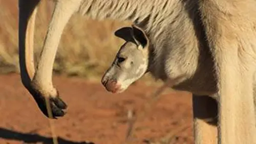 Des bébés chez les marsupiaux