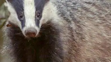 Les énigmes de l'étang