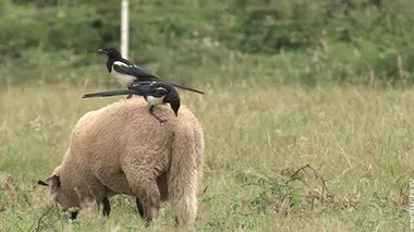 Les secrets de la ferme