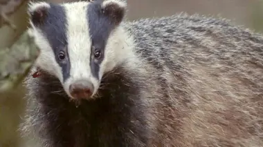 Des bêtes et des sorcières