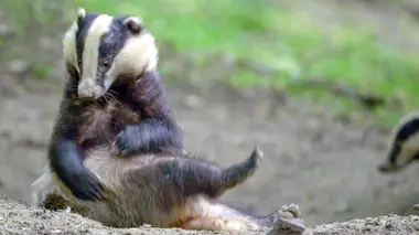 Les mystères de la forêt