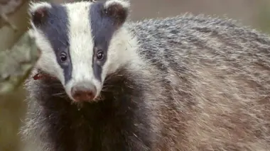 Les énigmes de l'étang