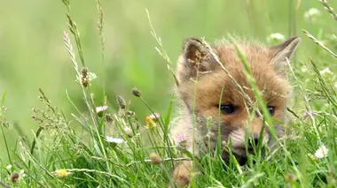La vie cachée de la prairie