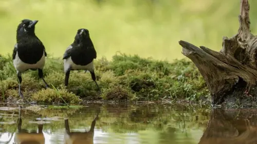 Des bêtes et des sorcières Les secrets de la ferme