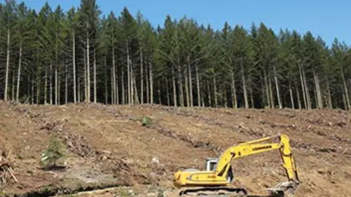 Des bois noirs