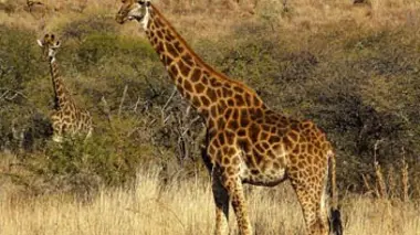 Capture d'animaux en Namibie