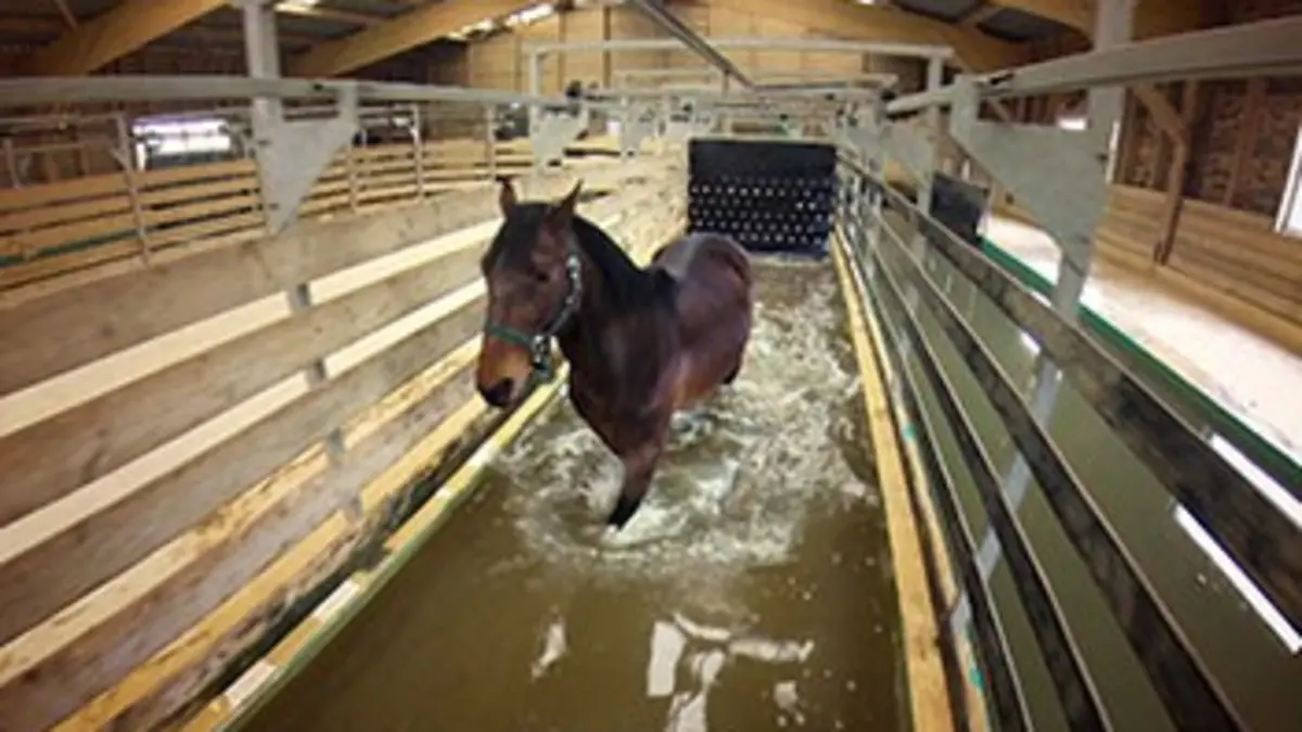 Des champions aux petits soins