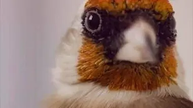 Des chardonnerets et des hommes