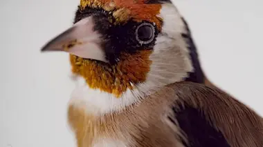 Des chardonnerets et des hommes