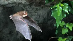 Visuel de Des chauves-souris et des hommes