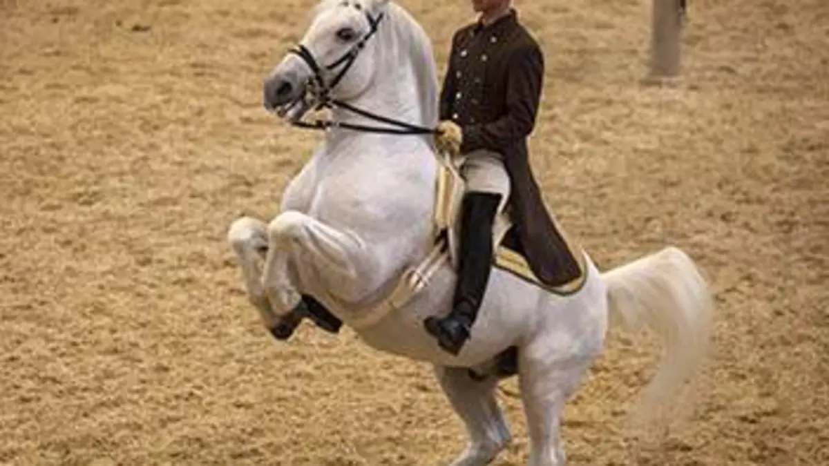 Des chevaux de légende