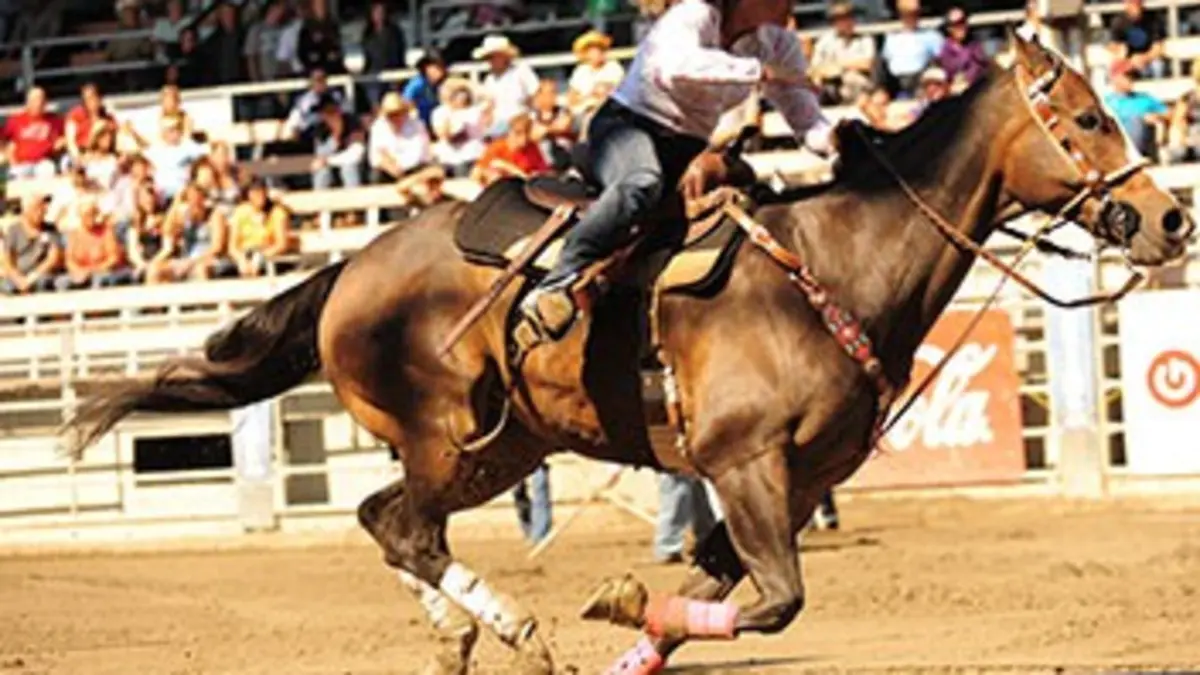 Des chevaux et des femmes E02 Le cheval champion