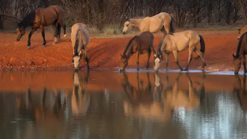 Des chevaux et des hommes