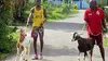 Des chèvres à l’épreuve Les courses de Tobago (2015)