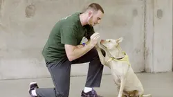 Des chiens et des hommes : Les secrets d'une amitié