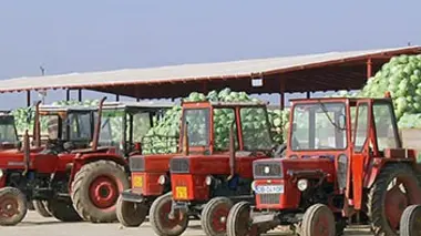 Des choux, des patates et d'autres démons