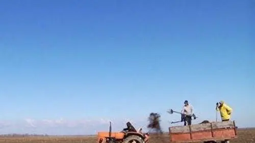 Des choux, des patates et d'autres démons