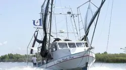 Visuel de Des crevettes et des cajuns