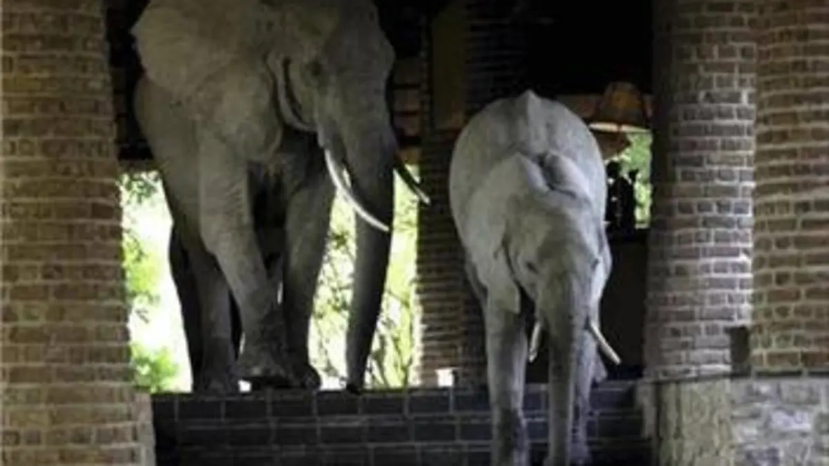 Des éléphants à l'hôtel