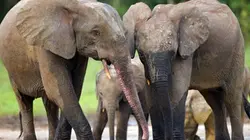 Visuel de Des éléphants à part