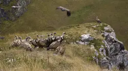 Des fraises pour le renard