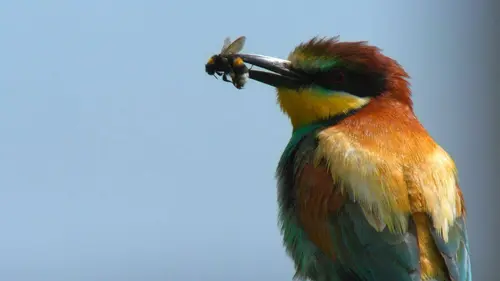 Des Fraises pour le renard