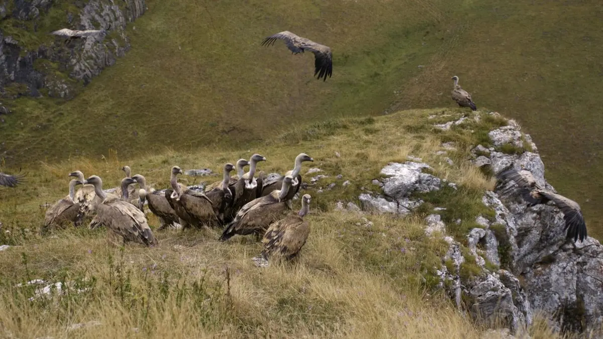 Des fraises pour le renard