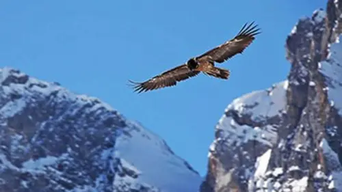 Des gypaètes et des hommes