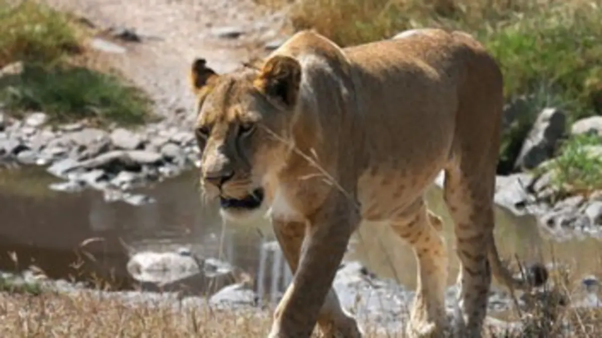 Des hommes et des lions