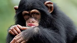Des hommes et des singes