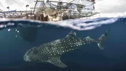 Des îles ensorcelées par la Lune